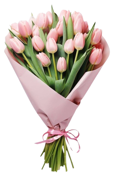 Tulip